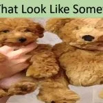 Best and Incredible Pictures That Look Like Something Else free