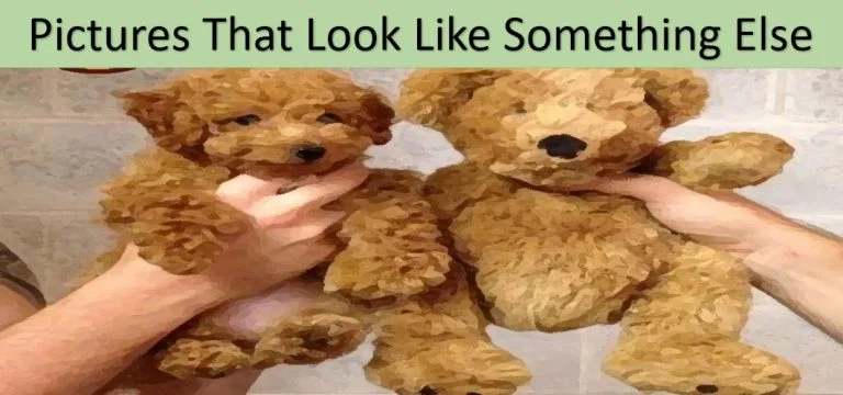 Best and Incredible Pictures That Look Like Something Else free